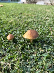 Suillus brevipes