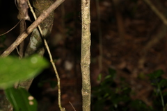 Croton acronychioides