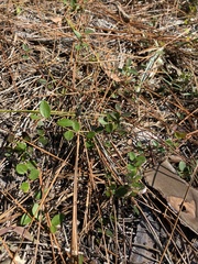 Vaccinium crassifolium