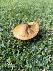 Suillus brevipes
