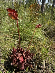Sarracenia purpurea venosa