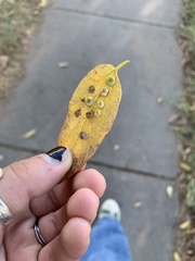Pachypsylla