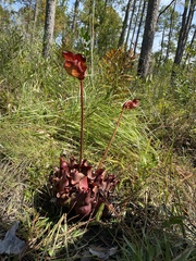 Sarracenia purpurea venosa