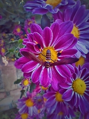 Syntomeida melanthus