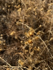 Centaurea melitensis