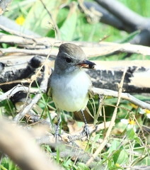 Myiarchus cinerascens