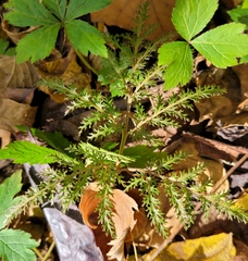 Sceptridium dissectum dissectum