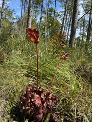 Sarracenia purpurea venosa
