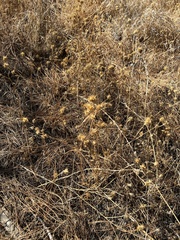 Centaurea melitensis