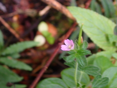 Geranium pusillum
