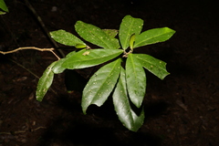 Croton acronychioides
