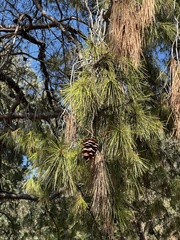 Pinus clausa