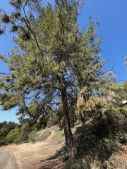 Pinus clausa