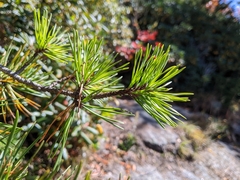Pinus virginiana
