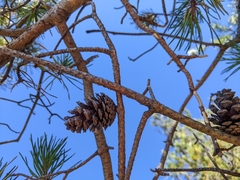Pinus virginiana