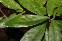 Croton acronychioides