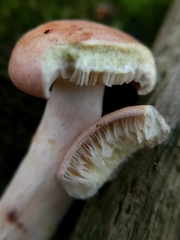 Lactarius chrysorrheus