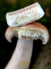 Lactarius chrysorrheus