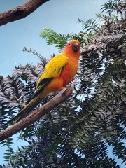 Aratinga solstitialis