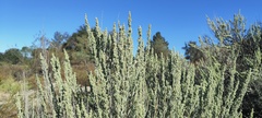 Artemisia tridentata tridentata