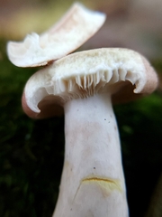 Lactarius chrysorrheus