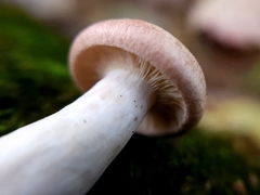 Lactarius chrysorrheus