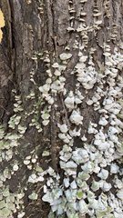 Trichaptum abietinum