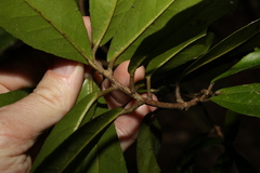 Croton acronychioides