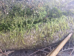 Lophocolea semiteres