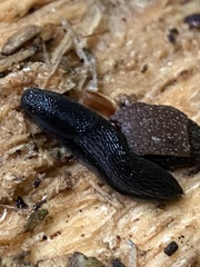 Arion hortensis