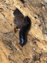 Arion hortensis