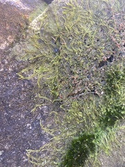 Lophocolea semiteres