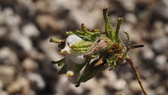 Cordylanthus rigidus setigerus