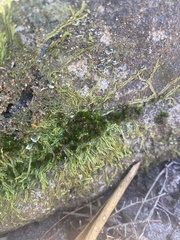 Lophocolea semiteres