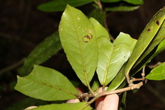 Croton acronychioides