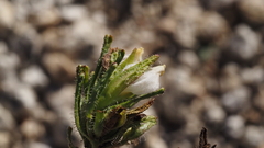 Cordylanthus rigidus setigerus