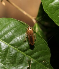 Blaberoidea