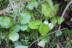 Hydrocotyle americana