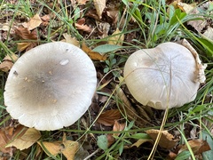 Clitocybe nebularis