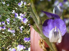 Psoralea pullata