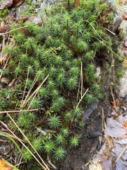 Polytrichum