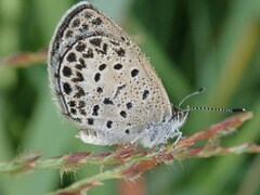 Pseudozizeeria maha
