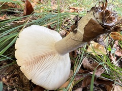 Clitocybe nebularis