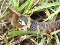 Rhabdophis tigrinus