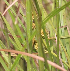 Sparganium eurycarpum