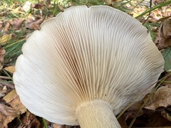 Clitocybe nebularis