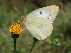 Colias poliographus