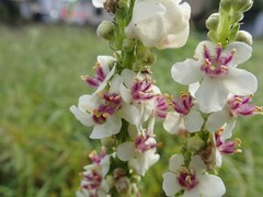 Verbascum