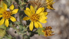Heterotheca sessiliflora echioides