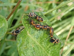 Tropidothorax sinensis